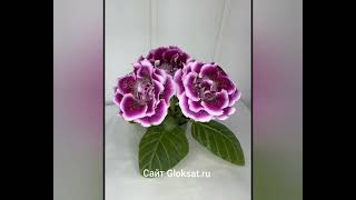 САТ-Эмэмдэнс #глоксинии#семенаглоксинии#семенапочтой#глоксинииСАТ