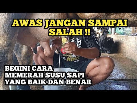 CARA MEMERAH SUSU SAPI SECARA MANUAL DI KANDANG TRADISIONAL