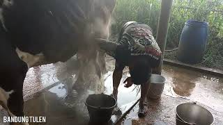 CARA MEMERAH SUSU SAPI SECARA MANUAL DI KANDANG TRADISIONAL