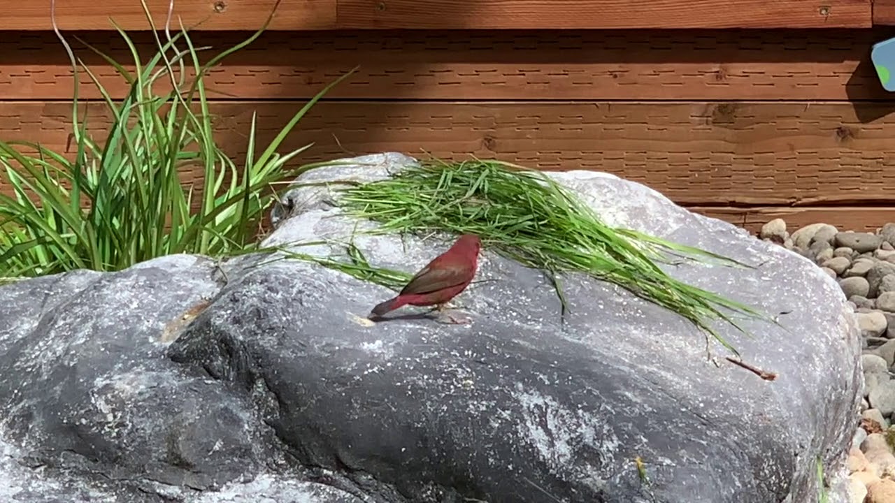 ECHO'S AVIARY FINCHES