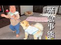 【緊急事態】ママが急用で外出…赤ちゃんと愛犬3人で初めてのお留守番がカオス過ぎた…