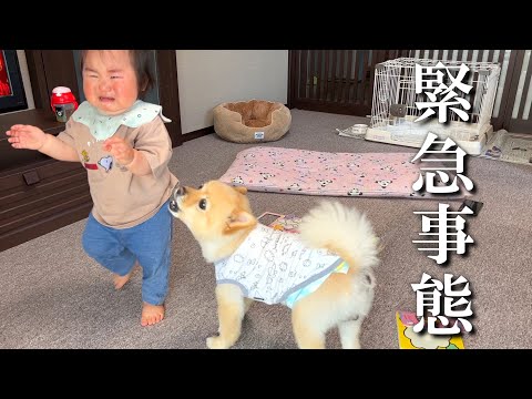 【緊急事態】ママが急用で外出…赤ちゃんと愛犬3人で初めてのお留守番がカオス過ぎた…