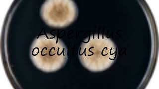 How to pronounce Aspergillus occultus cya in Latin?