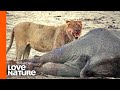 What Happens When An Elephant Dies