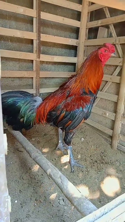 KOLEKSI AYAM JENIS PAMA IQ
