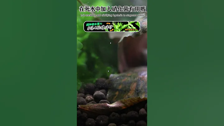 养鱼一定要加硝化菌，但在「这情况下」却是白白浪费钱！Is it Useful to Add Nitrifying Bacteria to stagnant water? #shorts - 天天要闻