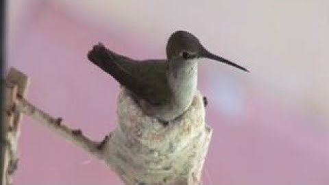 The Best Documentary Ever - Building a Nest First Flight A Mother Hummingbird
