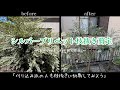 【シルバープリペット】剪定  〜この後めちゃくちゃ枝抜きした〜
