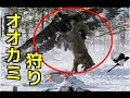 【衝撃映像】ワシでオオカミ狩り！イヌワシの捕食対象が半端ない！猛禽類最強待ったなし！