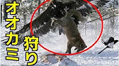 狼 狩り 方法 Youtube