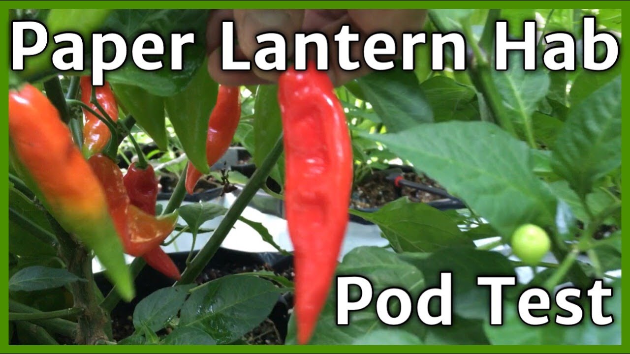 Paper Lantern Habanero pod test YouTube