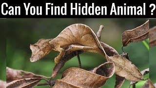 Nobody Can Find All The Hidden Animals | Optical Illusions | Brain Teasers