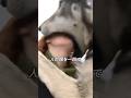 ハスキーとは次元が違うオオカミ #オオカミ #動物