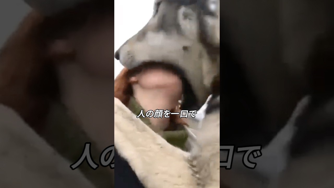 ハスキーとは次元が違うオオカミ #オオカミ #動物