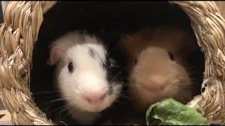 What happens when you put two guinea pigs in one basket