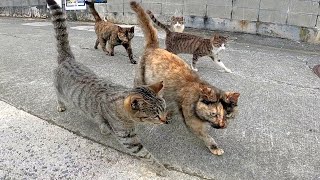 猫島朝の散歩、猫が集まってきた