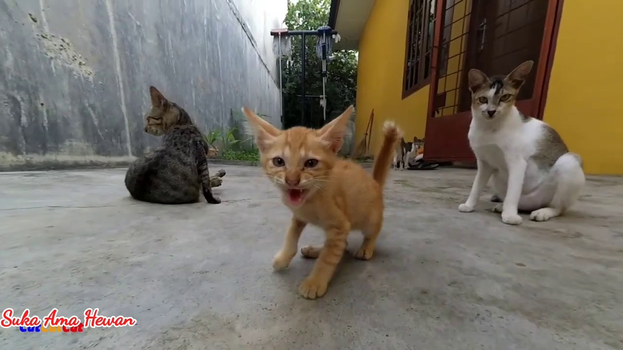 Why Only This Orange Cat Hissing To Me ? Why Orange ? cathissing YouTube