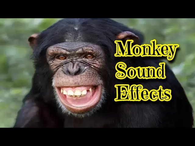 Monkey by Windykung Sound Effect - Meme Button for Soundboard - Tuna