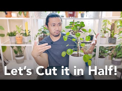 Chopping My Pilea Peperomioides in Half