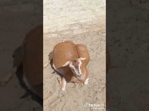 MashaAllah gaot #newtrendingstatus ❤️❤️When you lose control of your Waboba Moon Ball. @TheWabobaTea