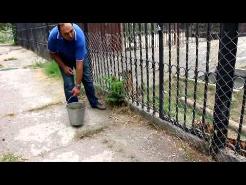 Ice Bucket Challenge-ის გამოწვევა უსურიის ვეფხვმა სალიმამ მიიღო