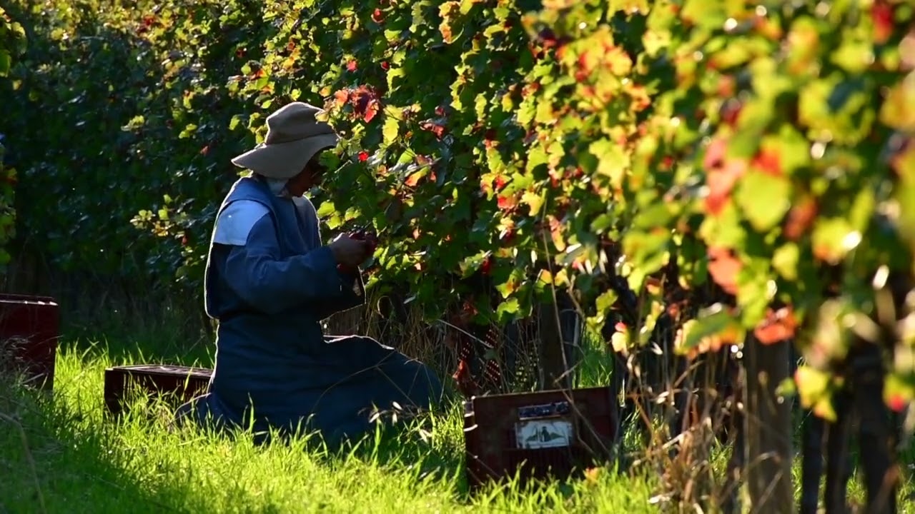 Vendanges des soeurs du Barroux - Via Caritatis