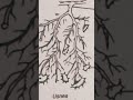 Usnea