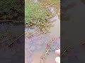 แตกออกมาใหม่ #farming #fishing #fruit #nature #garden #fish #tree