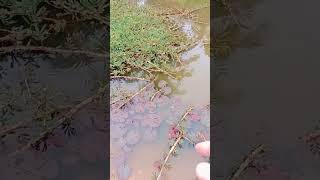 แตกออกมาใหม่ #farming #fishing #fruit #nature #garden #fish #tree