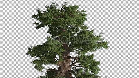 Western Juniper Swaying Top of Tree Coniferous | Motion Graphics - Envato elements