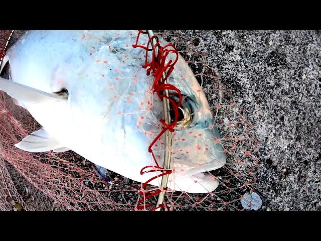 Explosion] Minnowing patterns for giant trevally - YouTube