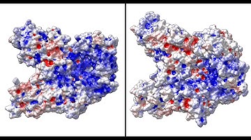 Electrostatic potential surfaces of Maize Argonaute Protein 2 in different phosphorylation states.