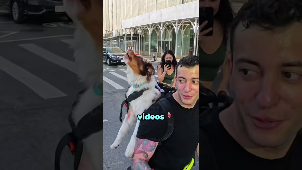 Dog Mimics Ambulance Siren 😂