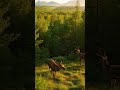Into the Forest 🌲 | Calm, Quiet &amp; Pure Nature