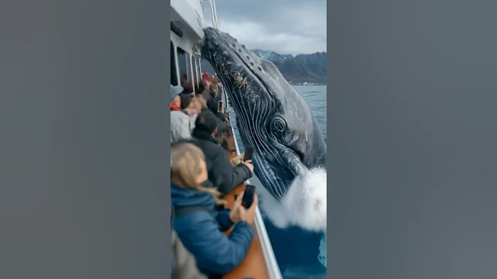🐋 Whale Jumps Onto Tourist Boat in Alaska! 🚢😱 #Whale #Alaska #Boat thumbnail