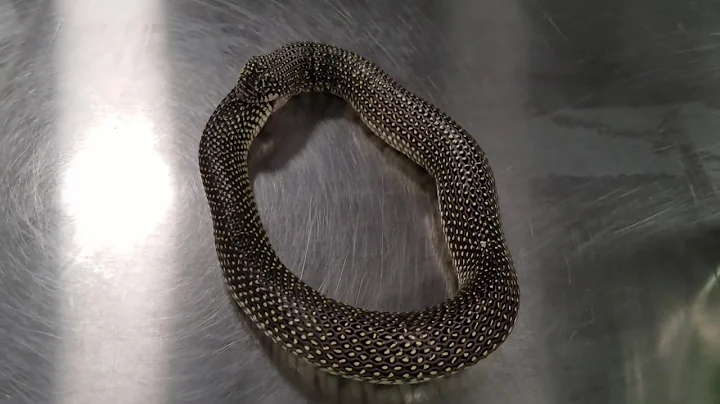 Snake eating itself