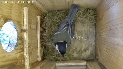 2025-03-04 Vienna - Great Tit Returns to Nest Box 1 — Building Continues! 🐦✨