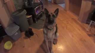 Dugan the talking dog says Dugan the talking dog says