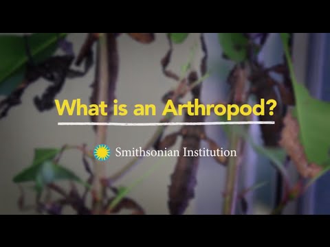 Video: De ce sunt artropodele importante pentru oameni?