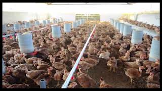 Frango Caipira Cocoricór Caconde. A Criação