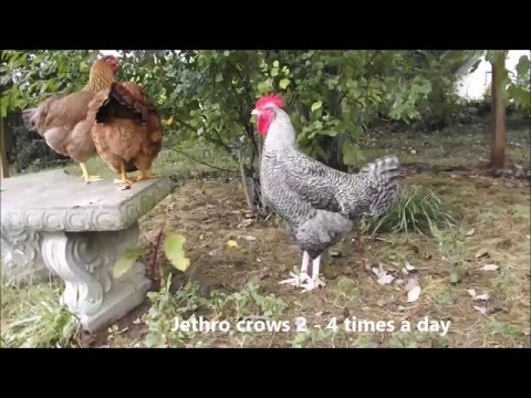 screaming-chickens,-my-crazy-chickens-love-to-scream,-the-funny-noises-chickens-make