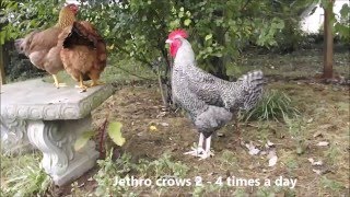 Screaming Chickens, My Crazy Chickens love to Scream, The Funny Noises Chickens Make