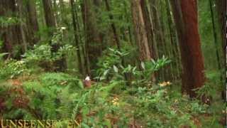 Bigfoot in slow motion knocking a giant tree down!!!!