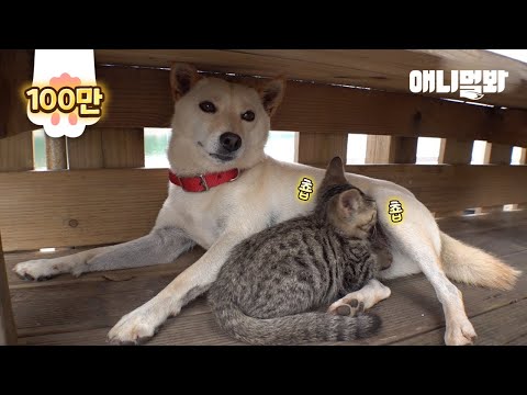 처음보는 백구를 엄마인 줄 알고 품에 파고들자 일어난 <strong>일ㅣCat</strong> Being Breastfed By A Dog