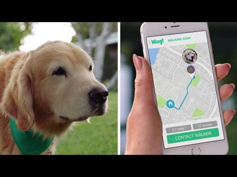 Videó: On-Demand Dog Walking szolgáltatás mostantól elérhető a praktikus új alkalmazásnak köszönhetően