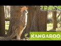 Kangaroo