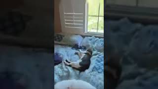 apple’s ml-sharp is sharp fellas, lol. #apple #ai #image #video