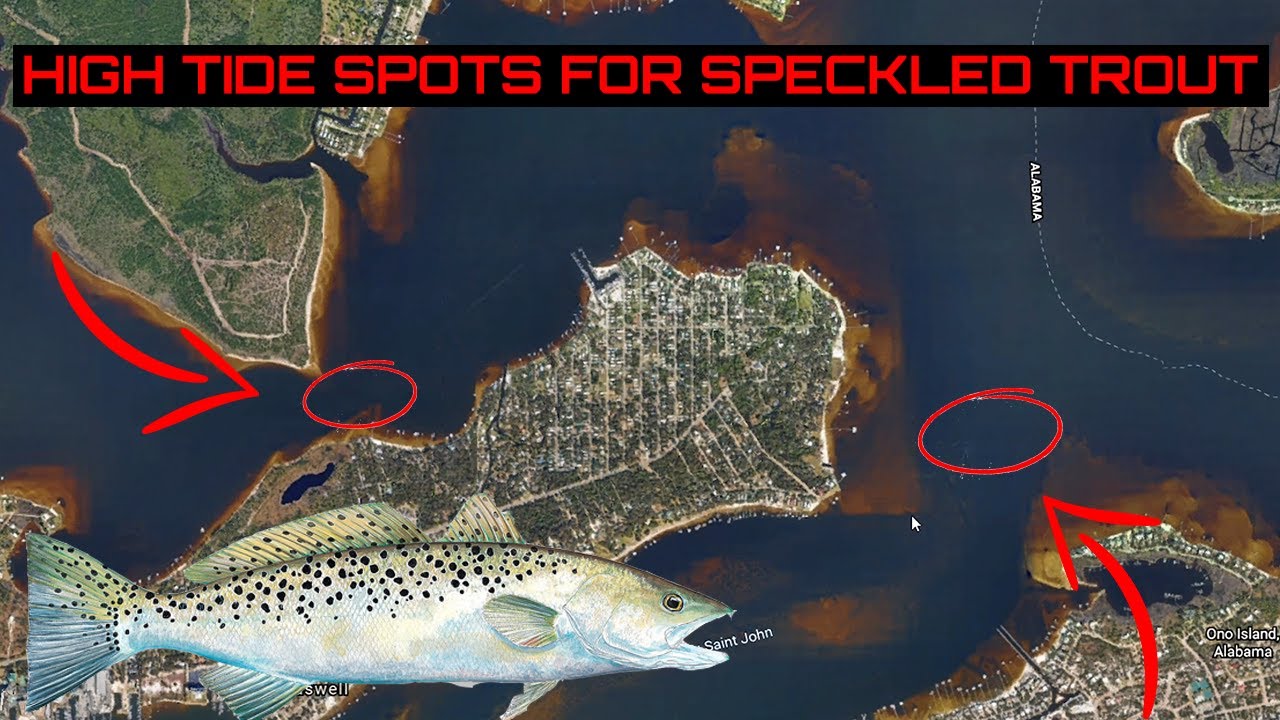 Inshore Fishing Spots for Speckled Trout (Sea Trout) - How to Catch  Speckled Trout on a High Tide 
