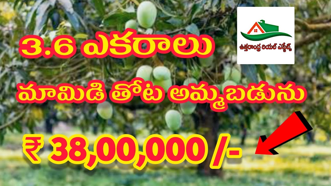 Agriculture Land For Sale In Vizianagaram 3.6 Acre Low Price 🔥 Mango