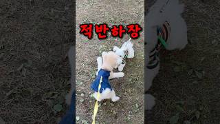 강아지 산책 중 만난 뻔뻔한 아줌마